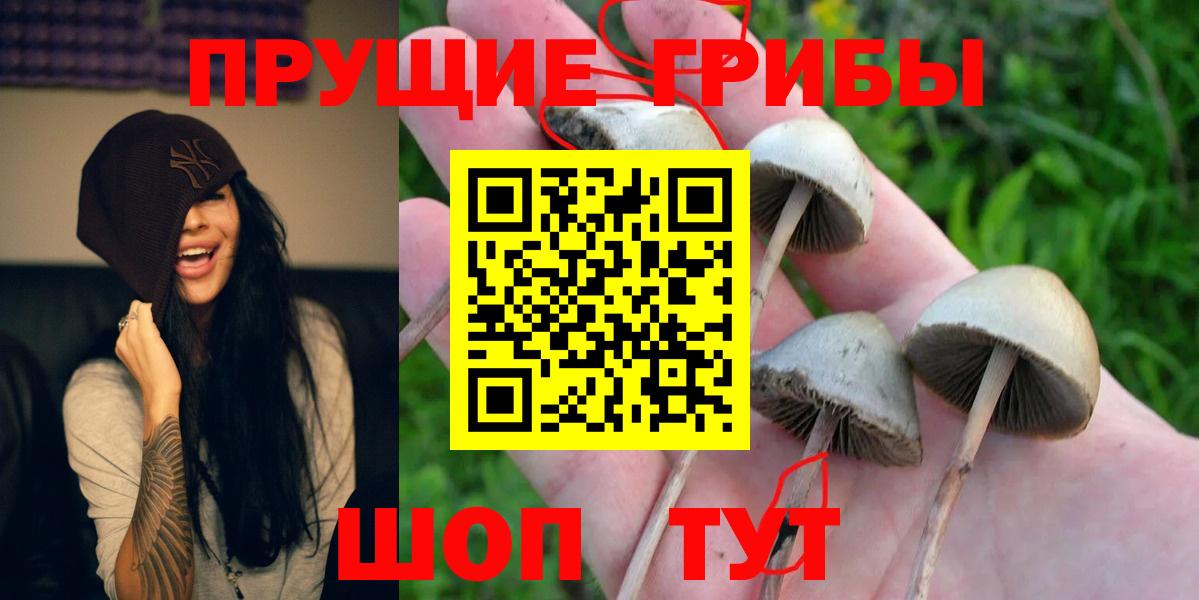 Карпинск  Псилоцибиновые грибы Cubensis  дарнет шоп  Вход с VPN 